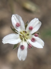 Eremogone