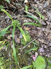 Iris verna smalliana