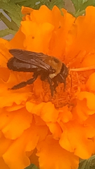 Xylocopa virginica