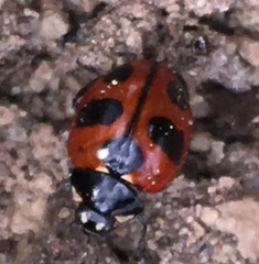 Coccinella alta