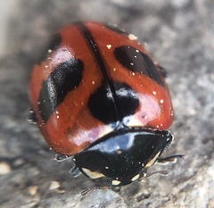 Coccinella alta