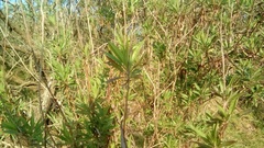 Baccharis salicifolia