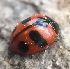Coccinella alta