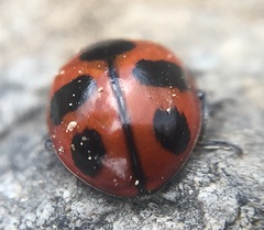 Coccinella alta
