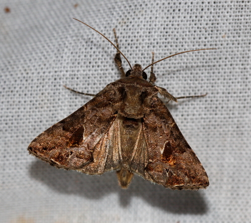 Ctenoplusia accentifera