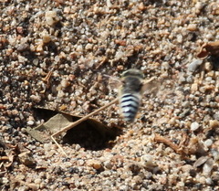 Bembix americana comata