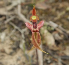 Caladenia cardiochila