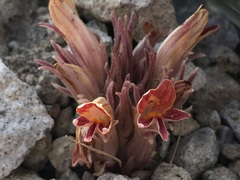 Aphyllon corymbosum