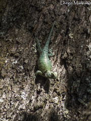 Sceloporus smaragdinus