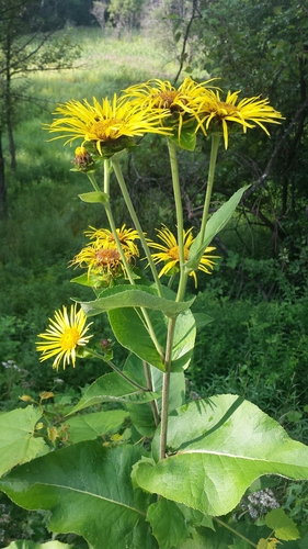 Inula helenium