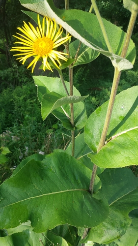 Inula helenium