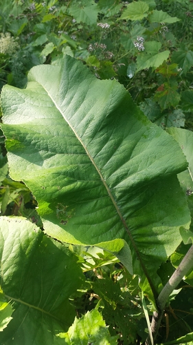 Inula helenium