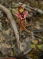 Caladenia cardiochila