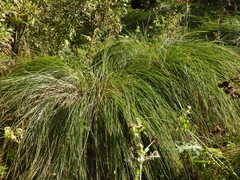 Carex paniculata