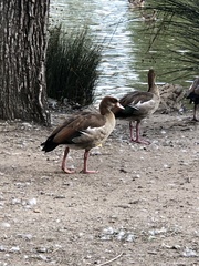 Alopochen aegyptiaca