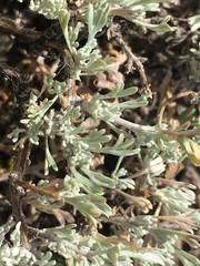 Artemisia arbuscula