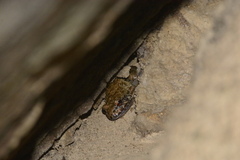 Leptodactylus syphax