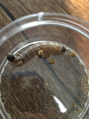 Scolecocampa liburna