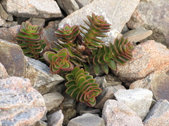 Veronica haastii