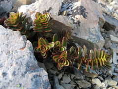 Veronica haastii