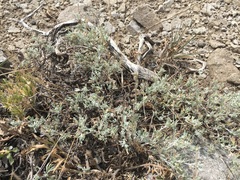 Artemisia arbuscula