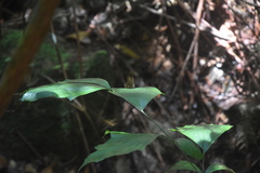 Abisara savitri