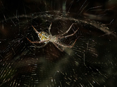 Cyrtophora cylindroides