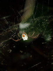 Cyrtophora cylindroides