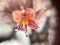 Aphyllon corymbosum