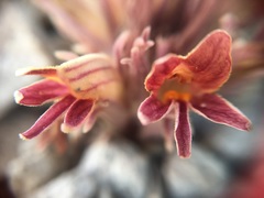 Aphyllon corymbosum