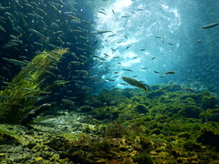 Basilichthys archaeus