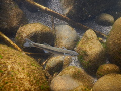 Basilichthys archaeus