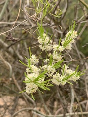 Asparagus angusticladus