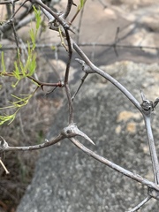 Asparagus angusticladus