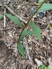 Solidago arguta arguta