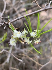 Asparagus angusticladus