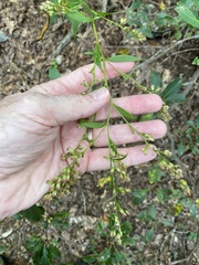 Solidago arguta arguta