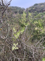 Asparagus angusticladus