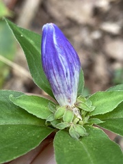 Gentiana austromontana