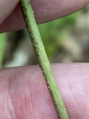 Gentiana austromontana