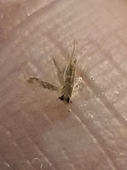 Insecta