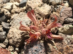 Aphyllon corymbosum