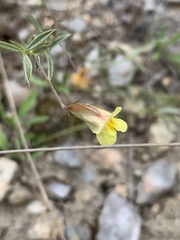 Pearsonia uniflora