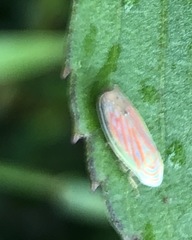 Linnavuoriella arcuata