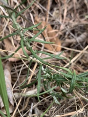 Helichrysum athrixiifolium