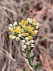Helichrysum athrixiifolium
