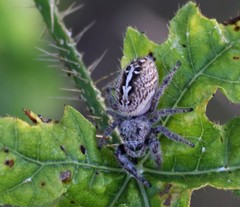 Phidippus texanus