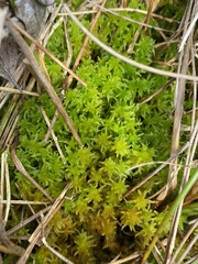 Sphagnum subsecundum