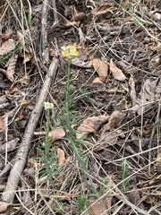 Helichrysum athrixiifolium