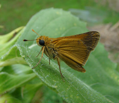 Polites themistocles